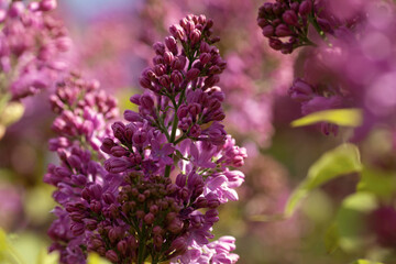 Purple Lilac blossom with bokeh. Outdoor nature floral background with lilac flowering in garden