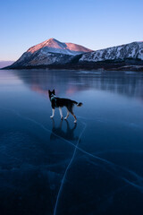 Dog walking in ice 