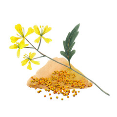 Branch plant and seeds of mustard spice.  Mustard set  isolated on white background.  Watercolor hand drawn illustration. - 436671690