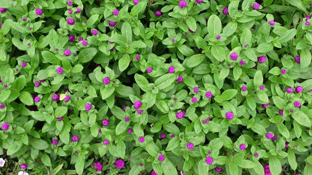 Small purple-pink flowers in the green garden. purple-pink flowers and green leaves pattern background. 4k video.