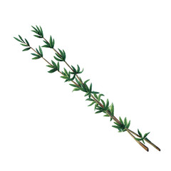 Two green branches of thyme isolated on white background.  Watercolor hand drawn illustration. - 436671830