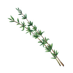 Two green branches of thyme isolated on white background.  Watercolor hand drawn illustration. - 436671863