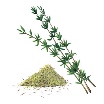 Three green branches and dry spice of thyme. Thyme set   isolated on white background.  Watercolor hand drawn illustration.