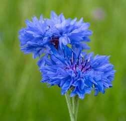 Blue colored cornflowers in a wheat field in summer