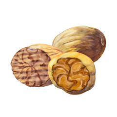Three nutmegs isolated on white background.  Watercolor hand drawn illustration.