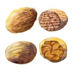The goup of four nutmegs isolated on white background.  Watercolor hand drawn illustration.