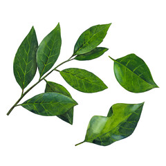 The group of green branch of laurel leaf isolated on white background.  Watercolor hand drawn illustration.