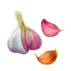 The group of three garlic slices isolated on white background.  Watercolor hand drawn illustration. - 436672265