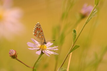 una farfalla su un fiore rosa dopo la pioggia