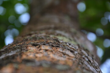 trunk