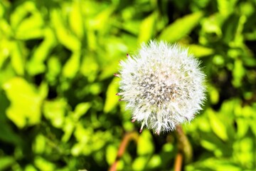 Macro shot of a white ball of ripe dandelion.