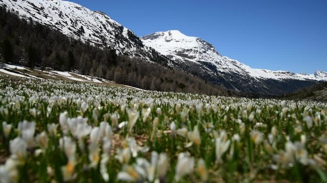 Beautiful Switzerland mountains landscape with blooming crocus flowers at foreground