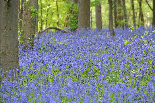 Atlantisches Hasengl&ouml;ckchen Hyacinthoides non-scripta