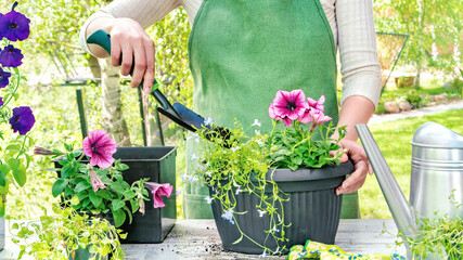 The gardener uses a scoop to fill the pot with soil in order to plant the flower seedlings. Gardener's workplace and tools. Seasonal garden planting work.