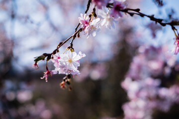 cherry blossom