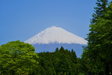 Fototapeta premium Fuji mountain with snow in May.