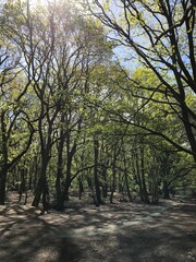 Obraz premium trees in the park