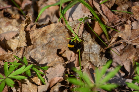 bumblebee collecting nectar in the forest