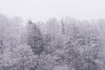 Obraz na płótnie Canvas snow covered trees