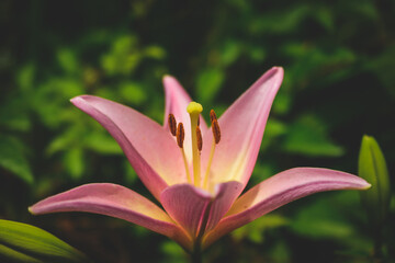 Fototapeta premium マクロ撮影したユリ