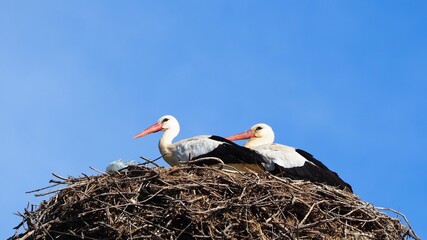 pareja de cigüeñas incubando los huevos en el nido, de color blanco, negro y naranja, lérida, españa, europa