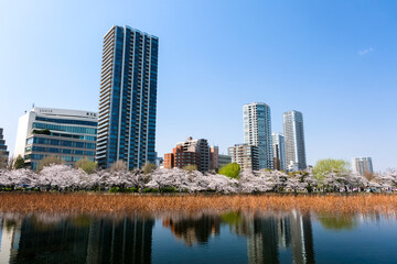 Fototapeta na wymiar 東京都台東区 春の上野公園 不忍池の桜とビル群
