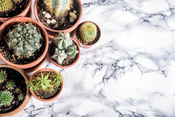 Various cactus and succulent plant in clay pot and gardening tool on luxury marble background from above. Houseplant growing hobby and spring flower care at home flat lay. Flower shop design banner.