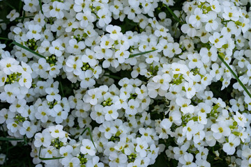 White little flowers background, top view