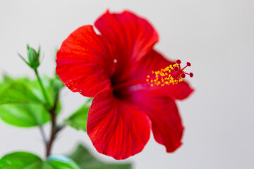 Close up of Hibiscus rosa-sinensis, known colloquially as Chinese hibiscus is widely grown as an ornamental plant. Red flower China rose (Hibiscus rosa-sinensis) in close-up detail