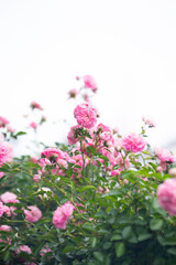 beautiful pink flowers in the garden