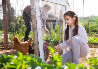 Focused teenage girl squatting near the chicken coop, watching the hens
