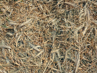 dry straw cut grass hay spikelets background texture