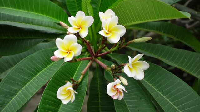 White-yellow Plumeria flowers are swaying in the wind on the green tree. White Plumeria flowers in green background. Slow motion video. 