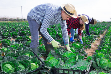 Focused farmer with group of workers hand harvesting crop of savoy cabbage on farm field on sunny spring day