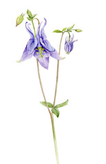 Naklejka na ściany i meble Aquilegia flower on a stem with leaves on a white background. Watercolour illustration.