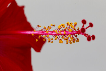 Close up of Hibiscus rosa-sinensis, known colloquially as Chinese hibiscus is widely grown as an ornamental plant. Red flower China rose (Hibiscus rosa-sinensis) in close-up detail