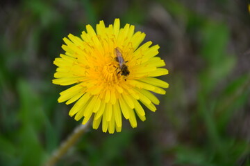 wasp collecting nectar from dandelion in the grass