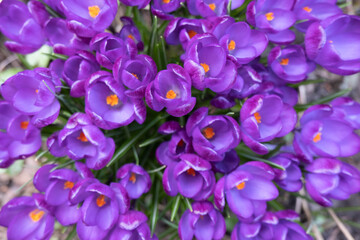 many spring blooming purple crocuses