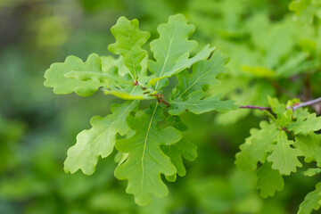 Branches with spring leaves Common oak (Quercus robur), selective focus. Plant background with green spring leaves. Close up on a fresh green leaves of Common oak (Quercus robur).