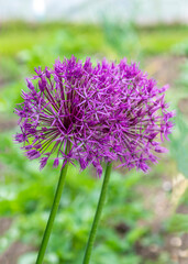  allium star of persia