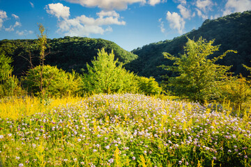 Tranquil green meadow in the Dniester canyon on sunny day.