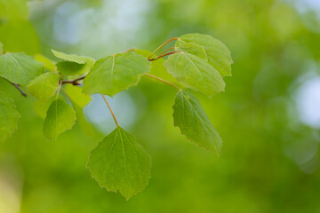 Branches with spring leaves common aspen (Populus tremula), selective focus. Floral background with green spring leaves. Close up on a fresh green leaves of common aspen (Populus tremula).