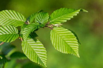 Branches with spring leaves common hornbeam (Carpinus betulus), selective focus. Plant background with green spring leaves. Close up on a fresh green leaves of common hornbeam (Carpinus betulus).