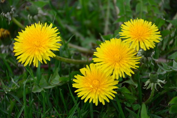 bunch of yellow dandelions in the grass in the field