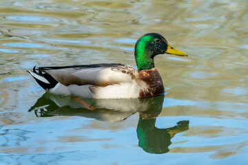 Close up of a male mallard duck in the water