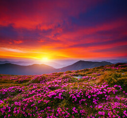 Fantastic scene with flowering hills illuminated by the sunset.