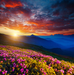 Most attractive scene with pink rhododendron flowers.