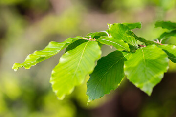 Fototapeta na wymiar Branches with spring leaves European beech (Fagus sylvatica), selective focus. Plant background with green spring leaves. Close up on a fresh green leaves of European beech also called common beech.