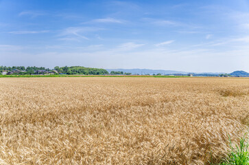 刈り取る前の小麦畑　　あさくら