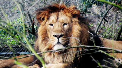 portrait of a lion